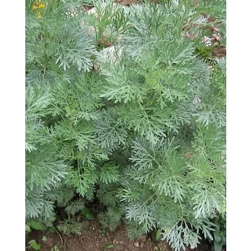 Artemisia abrotanum - Istenfa (Cola illatú üröm)