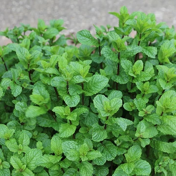 Mentha spicata - Fodormenta