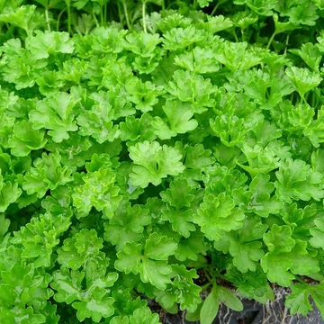Petroselinum crispum - Petrezselym
