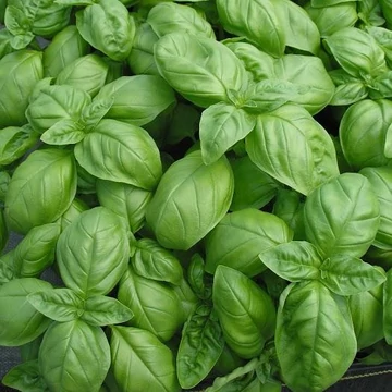Ocimum basilicum 'Eleonora' - Bazsalikom