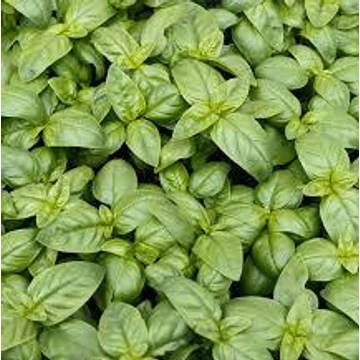 Ocimum basilicum 'Italiano Classico' - Bazsalikom