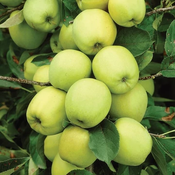 Golden Delicious