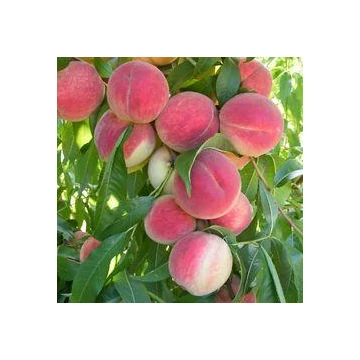 Mariska