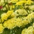 Achillea millefolium 'Desert Eve Light Yellow' - Közönséges cickafark