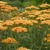 Achillea millefolium 'Desert Eve Terracotta' - Közönséges cickafark