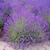Lavandula intermedia - Tihanyi levendula