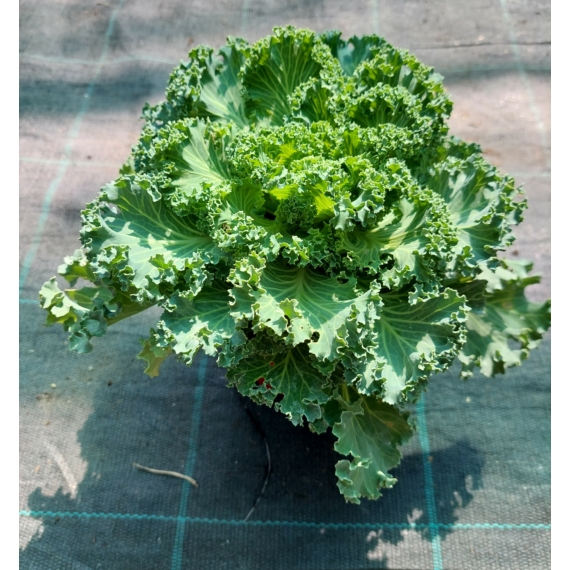 Brassica oleracea - Díszkáposzta zöld