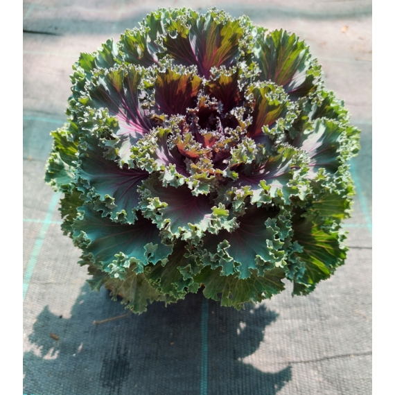 Brassica oleracea - Díszkáposzta lila