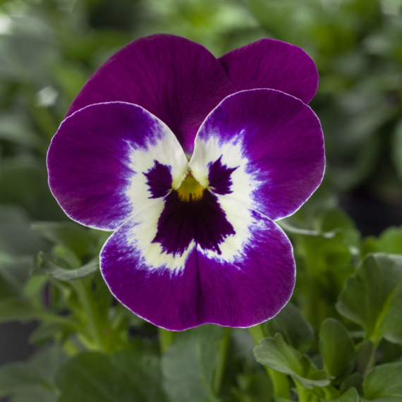 Viola cornuta - Mélylila szemes árvácska