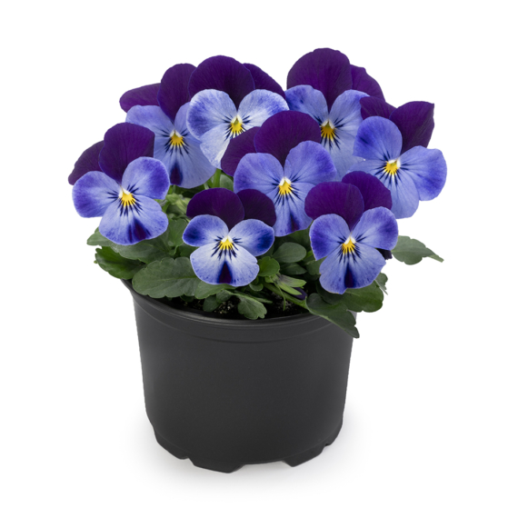 Viola cornuta - Lila, sötétlila szárnyas árvácska