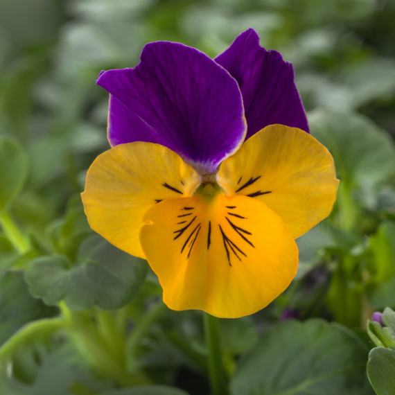 Viola cornuta - Narancs-lila árvácska