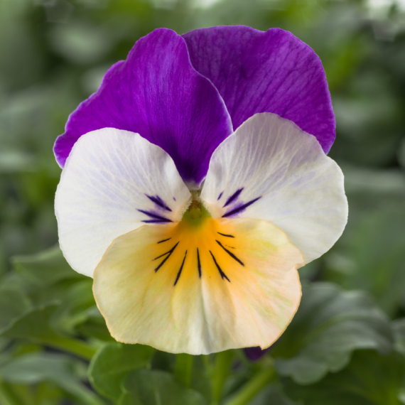 Viola cornuta - Barack-fehérlila árvácska