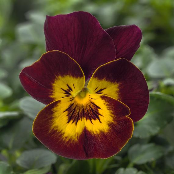 Viola cornuta - Bordó, sárga szemes árvácska
