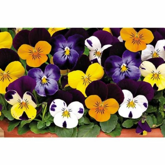 Viola cornuta - Kisvirágú árvácska mix