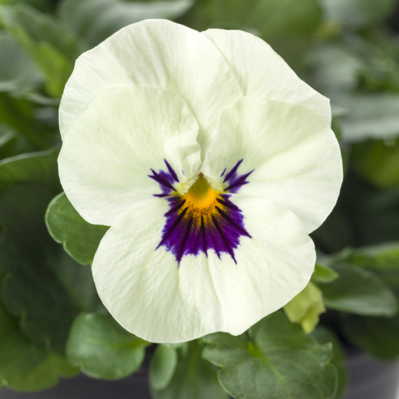 Viola cornuta - Fehér szemes árvácska