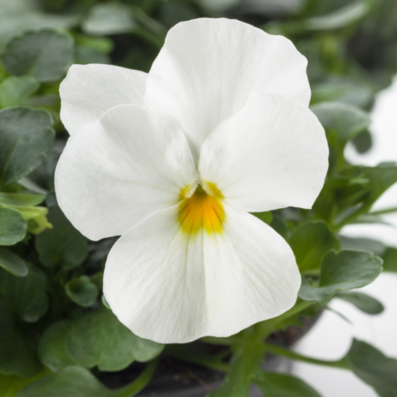 Viola cornuta - Fehér árvácska