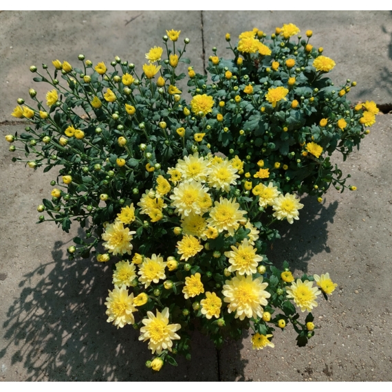 Chrysanthemum multiflora - Citromsárga kisvirágú krizantém