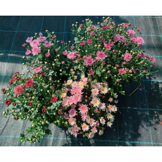 Chrysanthemum multiflora - Rózsaszín kisvirágú krizantém