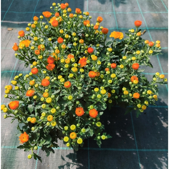 Chrysanthemum multiflora - Narancssárga kisvirágú krizantém