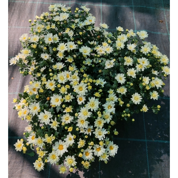 Chrysanthemum multiflora - Fehér kisvirágú krizantém