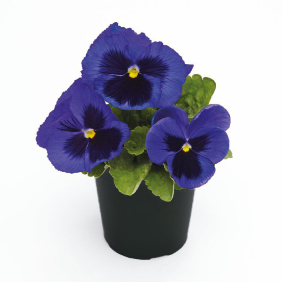 Viola x wittrockiana - Kék szemes árvácska