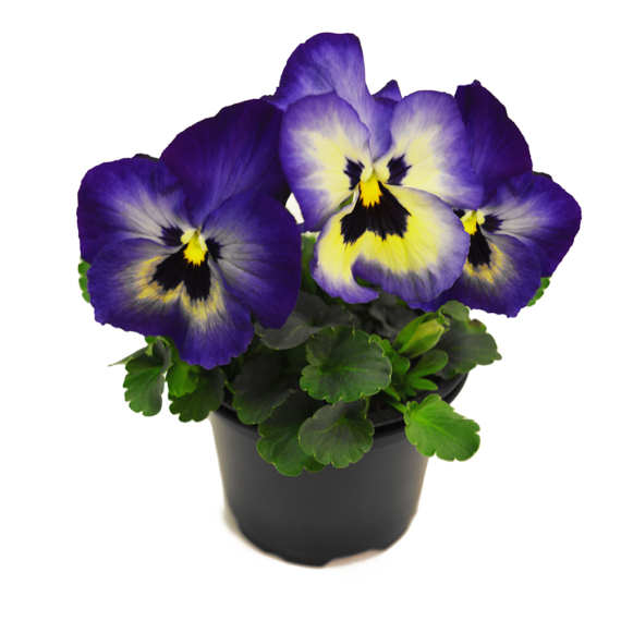 Viola x wittrockiana - Áfonya színű árvácska