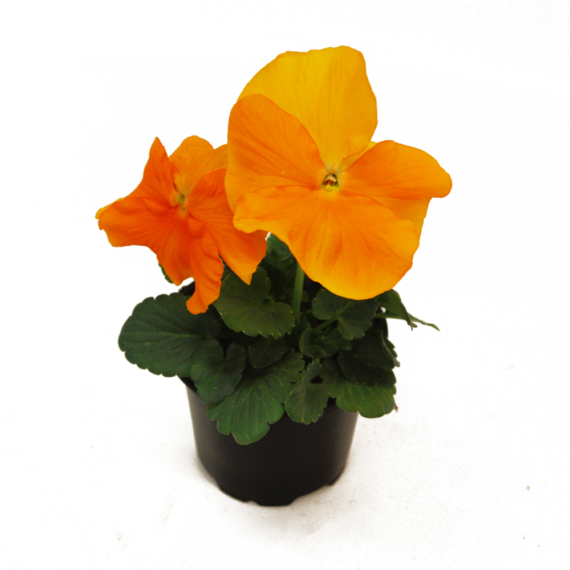 Viola x wittrockiana - Narancssárga árvácska