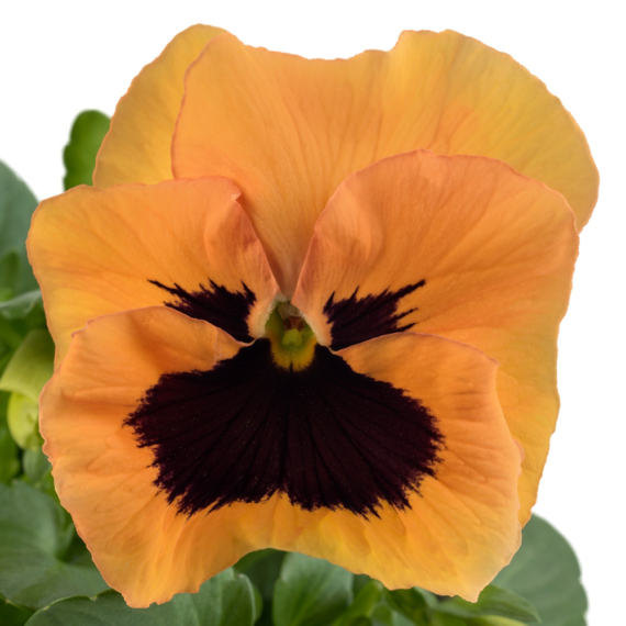 Viola x wittrockiana - Narancssárga szemes árvácska