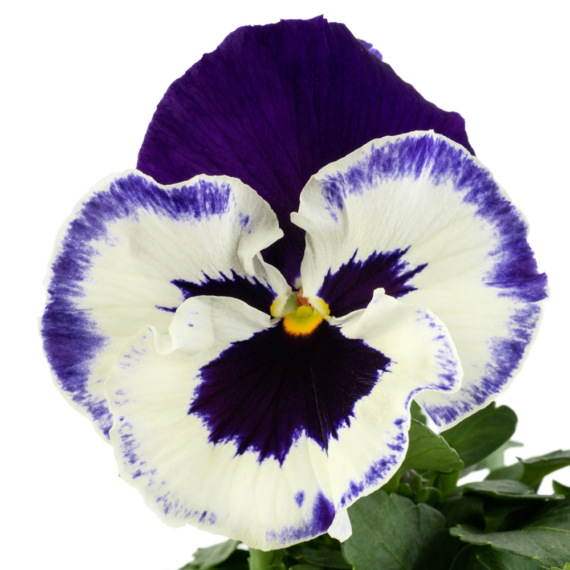 Viola x wittrockiana - Lila-fehér árvácska