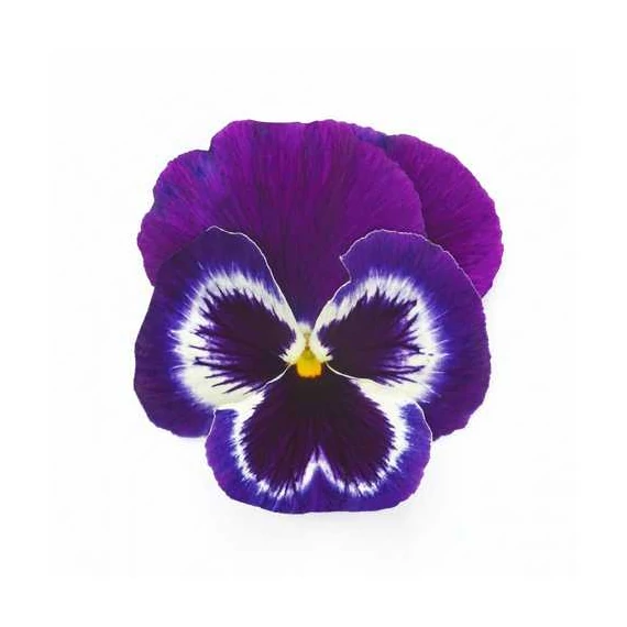 Viola wittrockiana - Lila szemes árvácska