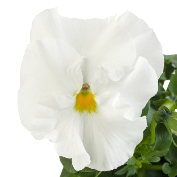 Viola x wittrockiana - Fehér árvácska