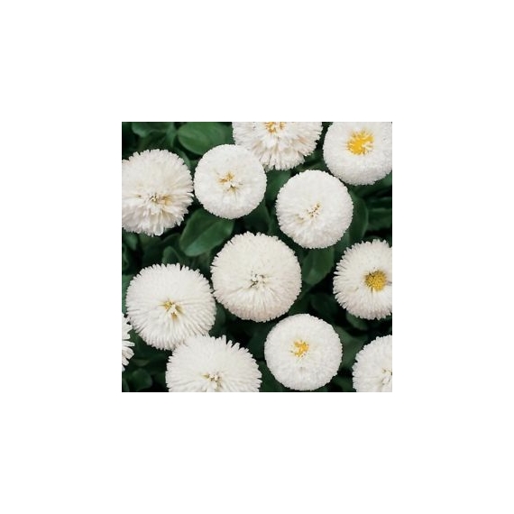 Bellis perennis - Fehér virágú százszorszép