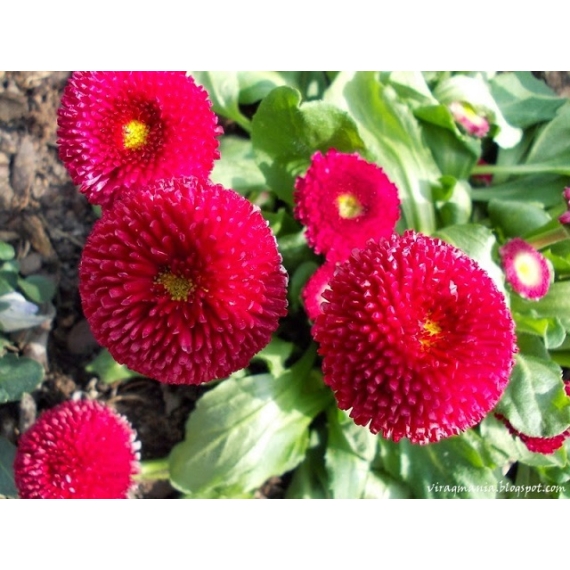 Bellis perennis - Piros virágú százszorszép