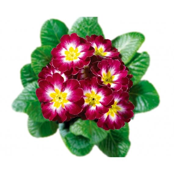 Lila cirmos kankalin