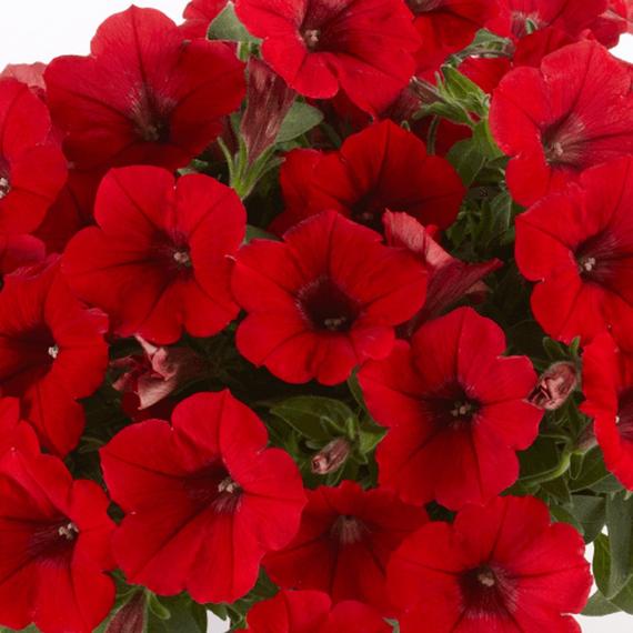 Petunia - Piros futó petúnia