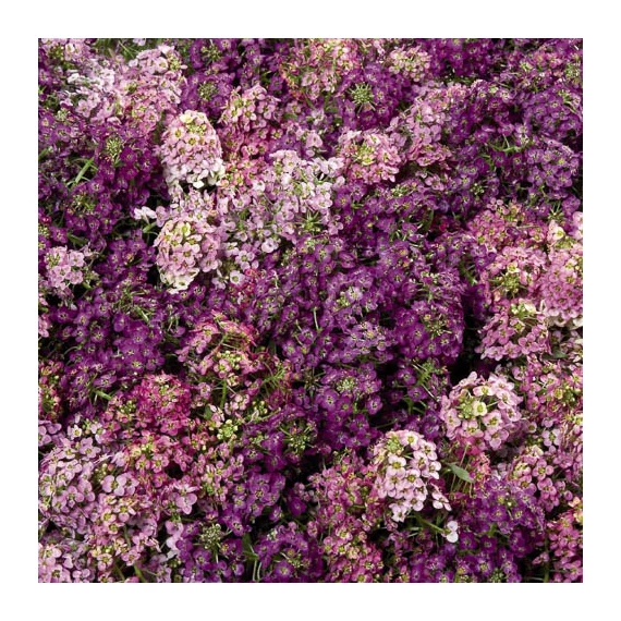 Alyssum - Lila-rózsaszín mézvirág