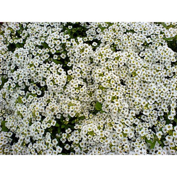 Alyssum - Fehér mézvirág