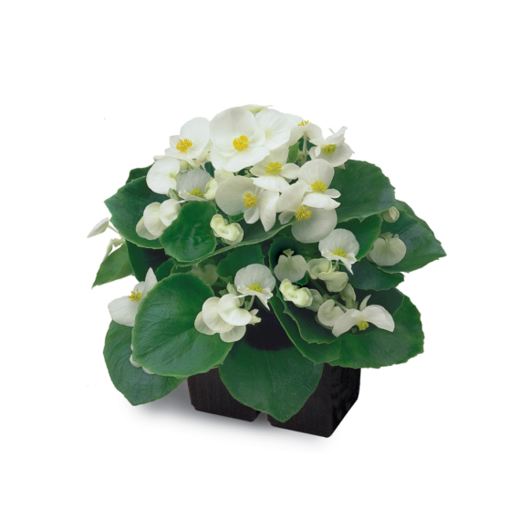 Begonia - Fehér virágú, zöld levelű begónia