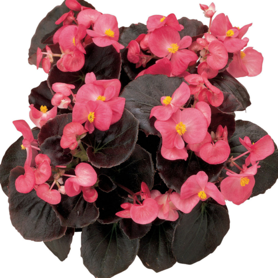 Begonia - Rózsaszín virágú, bordó levelű begónia