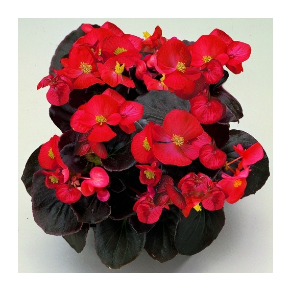 Begonia - Piros virágú, bordó levelű begónia