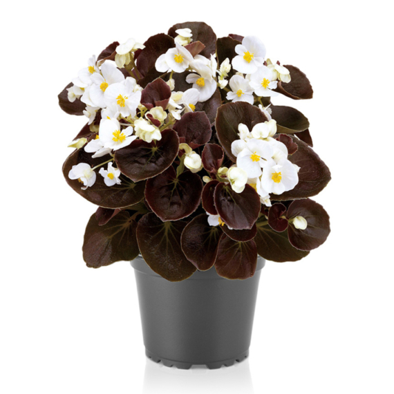 Begonia - Fehér virágú, bordó levelű begónia