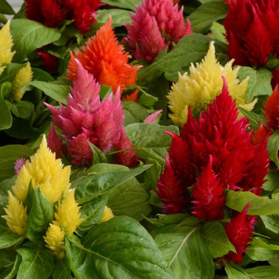 Celosia - Mix