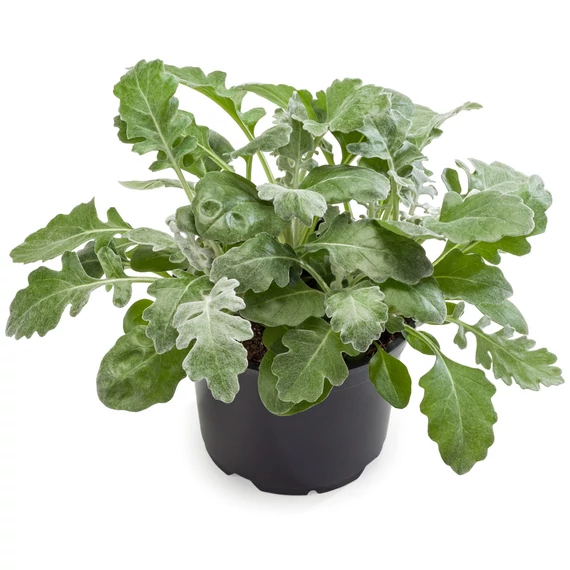Senecio - Hamvaska