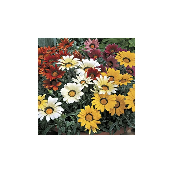 Gazania - Záporvirág MIX