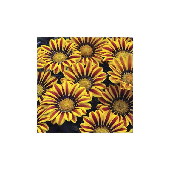 Gazania - Citromsárga cirmos záporvirág