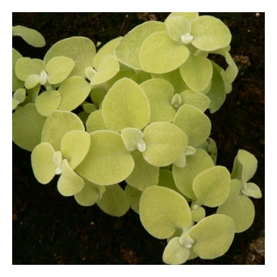 Helichrysum - Szalmagyopár sárga