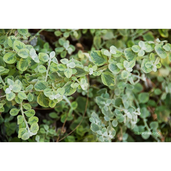 Helichrysum - Szalmagyopár tarka