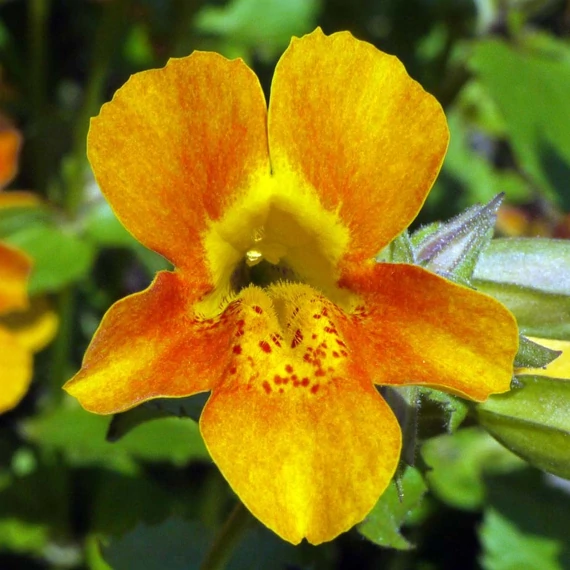 Mimulus - Bohócvirág