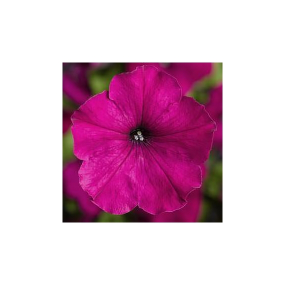 Petunia - Lila petúnia
