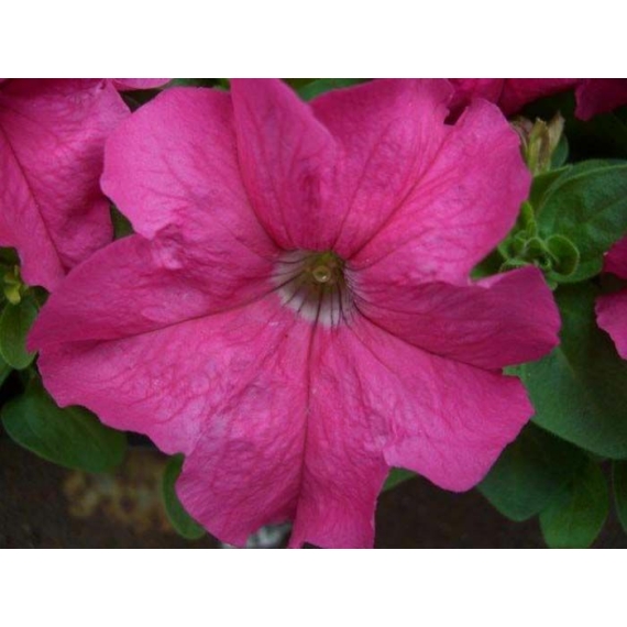 Petunia - Rózsaszín petúnia